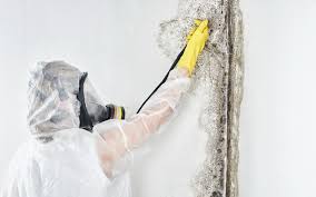 Trusted Ravena, NY Mold Inspection Experts